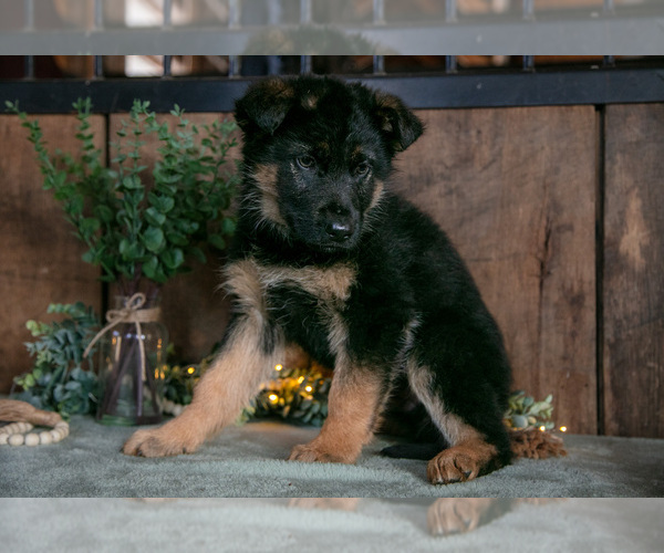 Medium Photo #8 German Shepherd Dog Puppy For Sale in MANTON, MI, USA