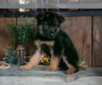 Puppy Buster German Shepherd Dog