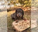 Small #1 Dachshund