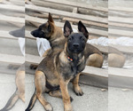 Small Photo #30 Belgian Malinois Puppy For Sale in ONTARIO, CA, USA
