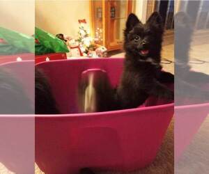 Pomeranian Puppy for sale in HOFFMAN EST, IL, USA