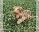 Small Photo #2 Yorkshire Terrier Puppy For Sale in ESTERO, FL, USA