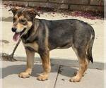 Small Mutt