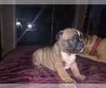 Small Photo #3 French Bulldog Puppy For Sale in PITTSBURG, CA, USA