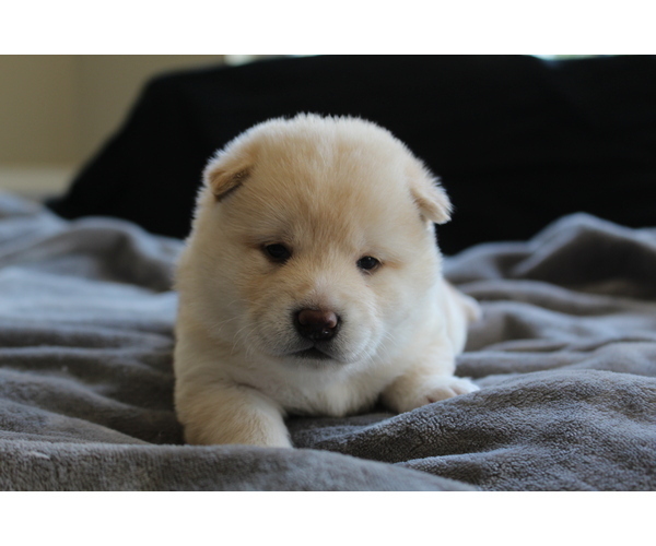 Medium Photo #31 Shiba Inu Puppy For Sale in VIRGINIA BCH, VA, USA