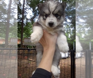Siberian Husky Puppy for sale in FLORENCE, SC, USA