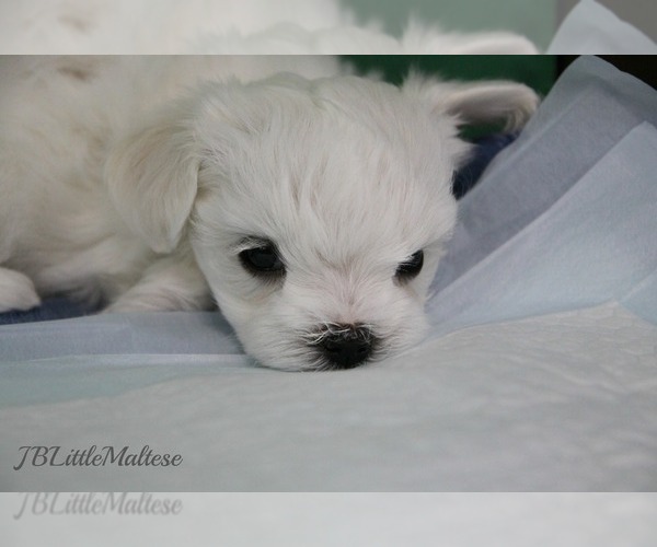Medium Photo #2 Maltese Puppy For Sale in Kakabeka Falls, Ontario, Canada