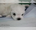 Small Photo #2 Maltese Puppy For Sale in Kakabeka Falls, Ontario, Canada