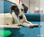 Small #6 Labrador Retriever Mix