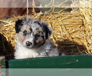 Australian Shepherd Dog for Adoption in SHILOH, Ohio USA
