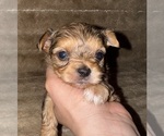 Puppy Green Collar Yorkshire Terrier