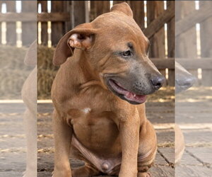Laffy Love~meet me! - Male Labrador Retriever-Unknown Mix Dog for Adoption - Photo #4