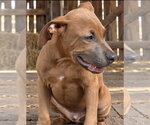 Small Photo #4 Labrador Retriever-Unknown Mix Puppy For Sale in Southbury, CT, USA
