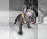 Puppy Puppy 3 French Bulldog