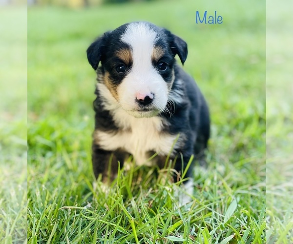 Medium Photo #1 Miniature Australian Shepherd Puppy For Sale in OPELIKA, AL, USA