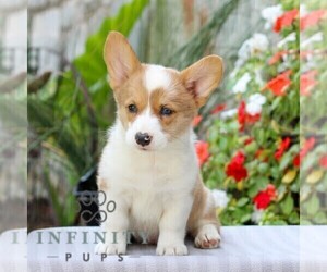 Pembroke Welsh Corgi Puppy for sale in EAST EARL, PA, USA