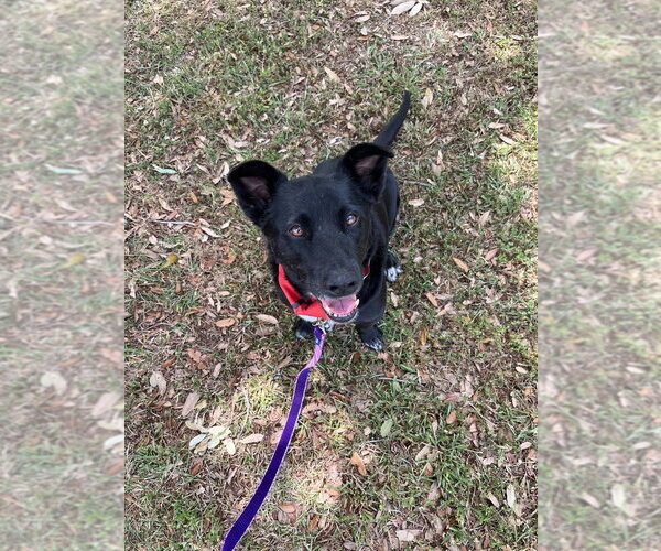 Medium Photo #5 Mutt Puppy For Sale in Abbeville, LA, USA