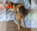Small #1 Cocker Spaniel Mix