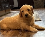 Small Photo #8 Goldendoodle Puppy For Sale in BIRCHWOOD, TN, USA