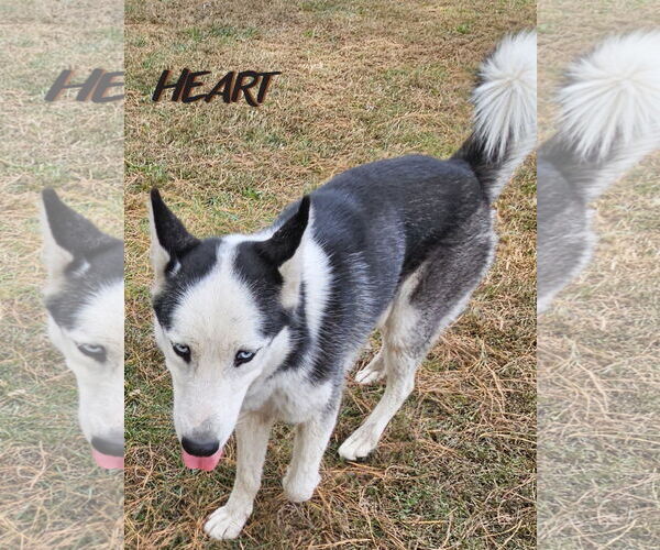 Medium Photo #4 Siberian Husky Puppy For Sale in Severn, MD, USA