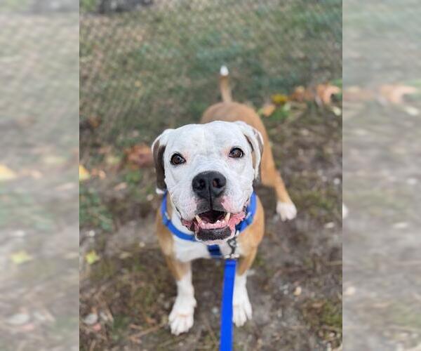 Medium Photo #2 Boxer-Unknown Mix Puppy For Sale in Boston, MA, USA