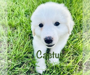 Medium Great Pyrenees