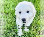 Puppy Cactus Great Pyrenees