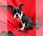 Small Photo #6 Faux Frenchbo Bulldog Puppy For Sale in WATERVLIET, NY, USA