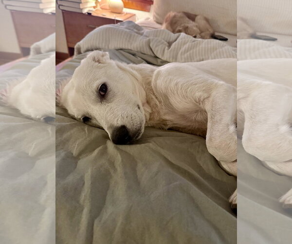 Medium Photo #3 Great Pyrenees-Unknown Mix Puppy For Sale in Bend, OR, USA