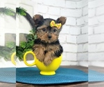 Image preview for Ad Listing. Nickname: Josie Teacup