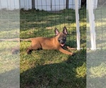 Small #17 Belgian Malinois