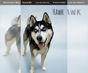 Siberian Husky Dogs for adoption in Benton, PA, USA