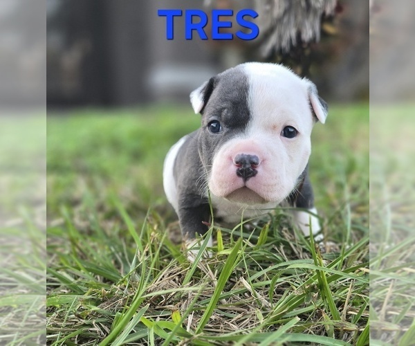 Medium Photo #13 American Bully Puppy For Sale in KISSIMMEE, FL, USA