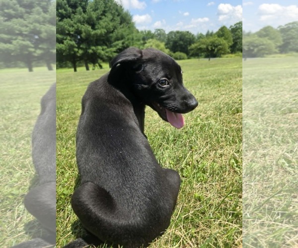 Medium Photo #2 Labrador Retriever-Unknown Mix Puppy For Sale in SHERBURNE, NY, USA