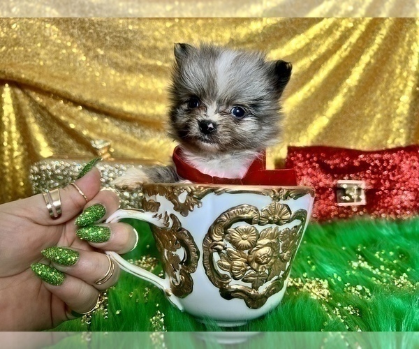 Medium Photo #28 Pomeranian Puppy For Sale in HAYWARD, CA, USA