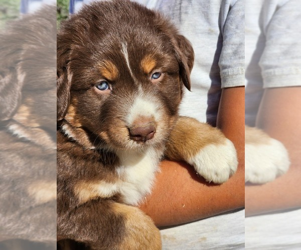Medium Photo #12 Australian Shepherd Puppy For Sale in MORONGO VALLEY, CA, USA