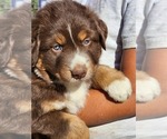 Small #11 Australian Shepherd