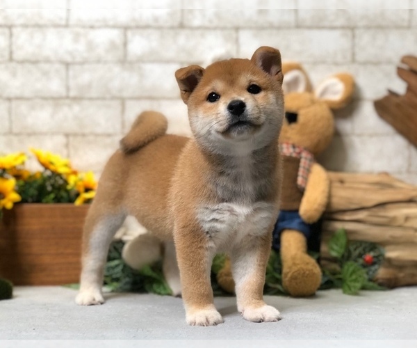 Medium Photo #1 Shiba Inu Puppy For Sale in CHICAGO, IL, USA