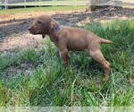 Small #11 Vizsla