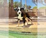 Small #3 Greater Swiss Mountain Dog-Labrador Retriever Mix