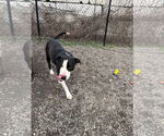 Small #10 Retriever  Mix