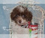 Small Photo #10 Maltipoo Puppy For Sale in SANGER, TX, USA