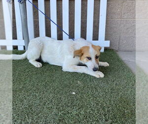 Australian Shepherd Dogs for adoption in Modesto, CA, USA