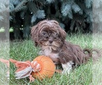 Small Shih Tzu