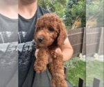 Small #2 Goldendoodle (Miniature)