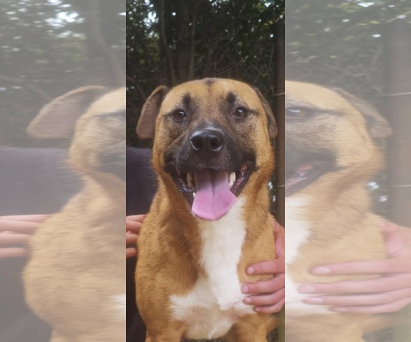 Medium Photo #2 Carolina Dog-Unknown Mix Puppy For Sale in Orangeburg, SC, USA