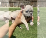 Puppy 2 French Bulldog