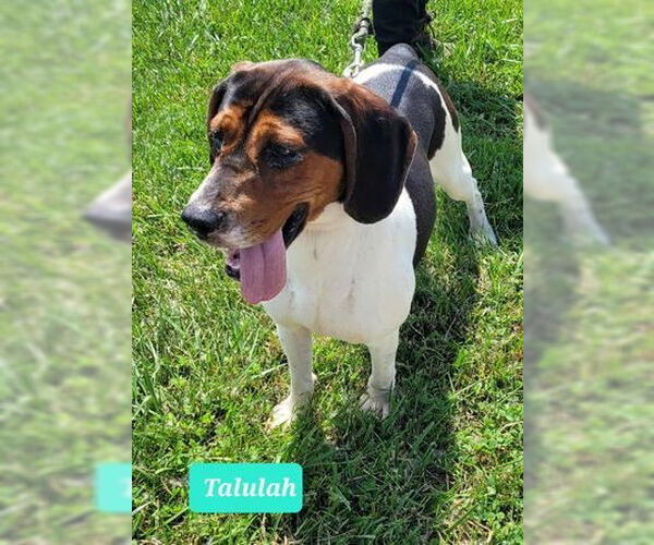 Medium Photo #3 Treeing Walker Coonhound Puppy For Sale in Richmond, IN, USA