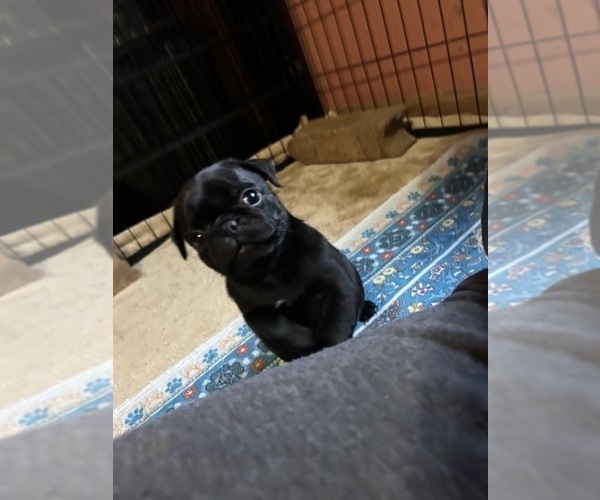 Medium Photo #4 Pug Puppy For Sale in BLOOMINGTON, IL, USA