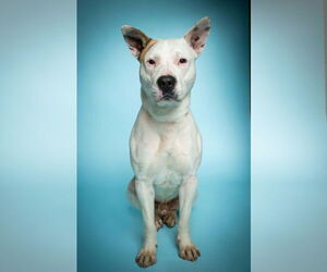 Argentinian Mastiff-Unknown Mix Dogs for adoption in Rowlett, TX, USA